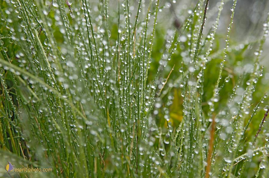 Nom de l'image : D2026906-1_(c)Norbert-JUNG — Description :